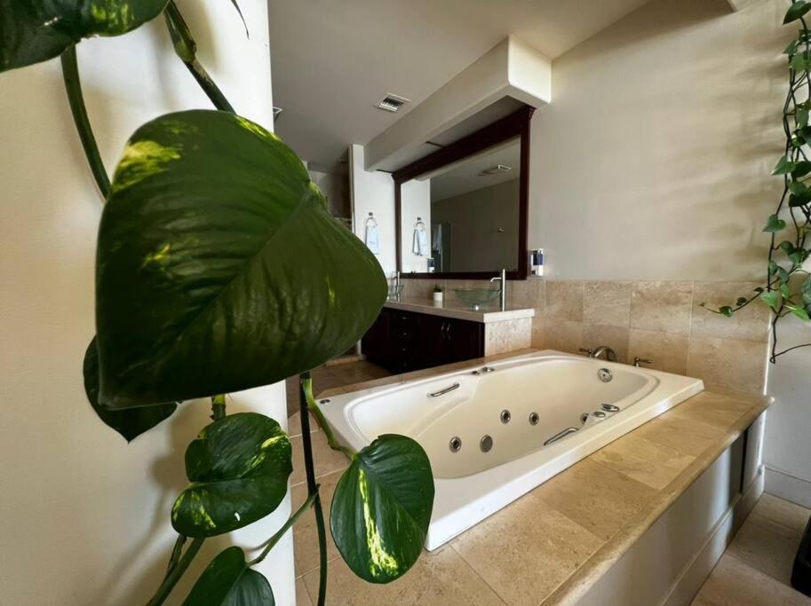 Access - Beach Penthouse Papas And Beer 2 Miles Wifi Rosarito Exteriör bild